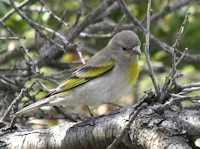 Lawrence's Goldfinch